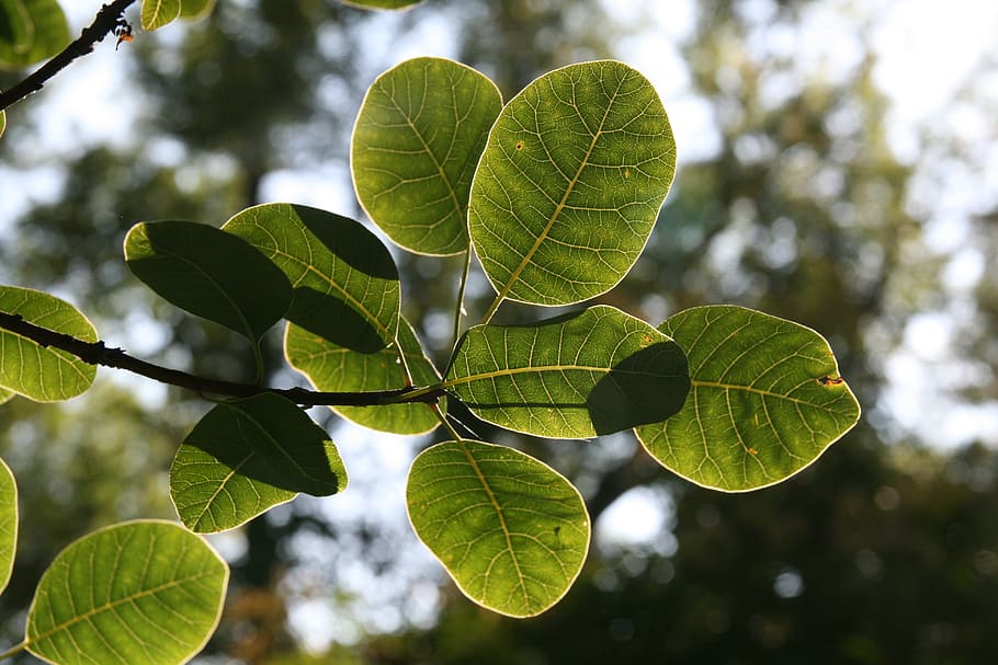 green, leaves, leaf veins, plant part, focus on foreground HD wallpaper