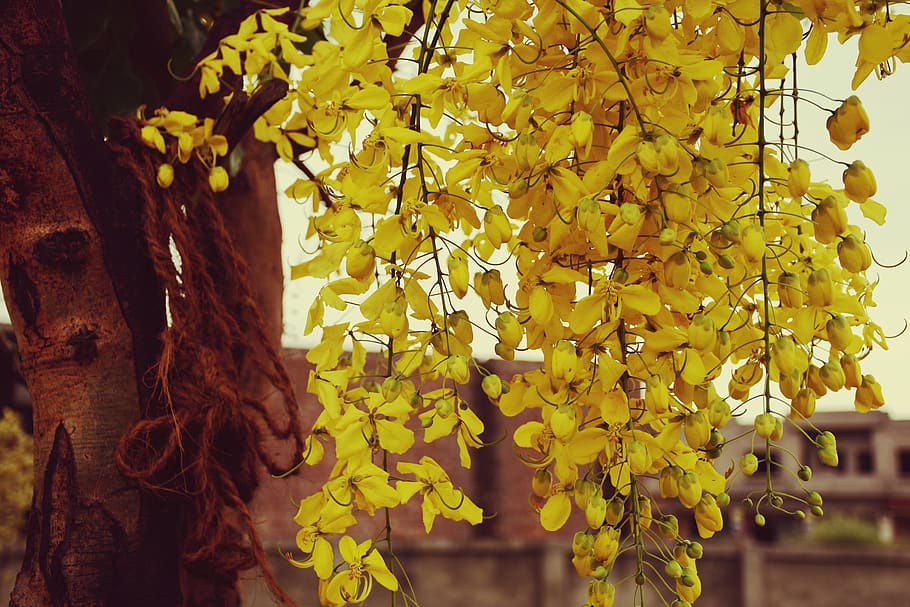 pakistan, lahore, tree, summer, nature, spring, wilderness HD wallpaper