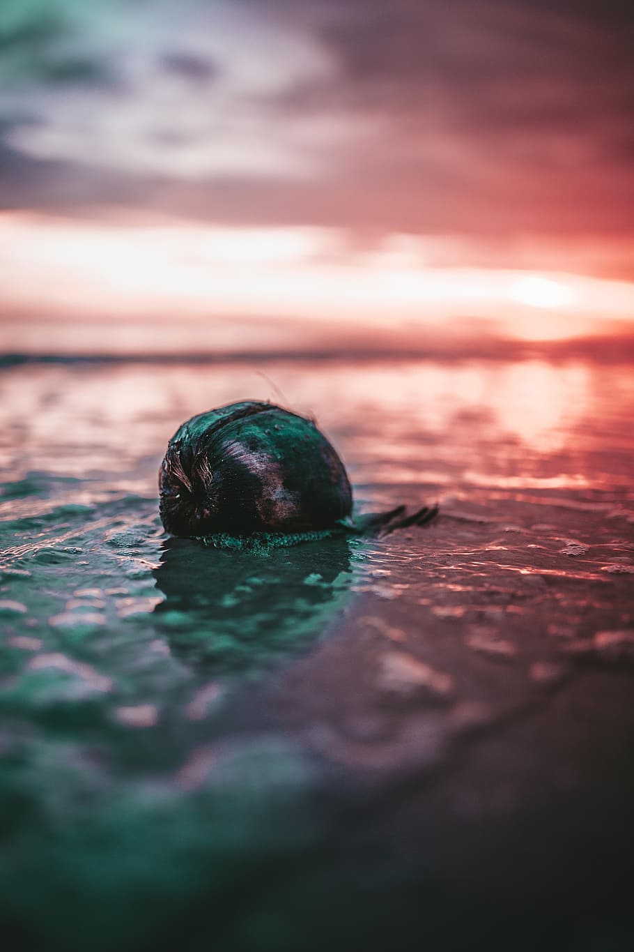 selective focus snail on body of water, head, hand, color, colour HD wallpaper
