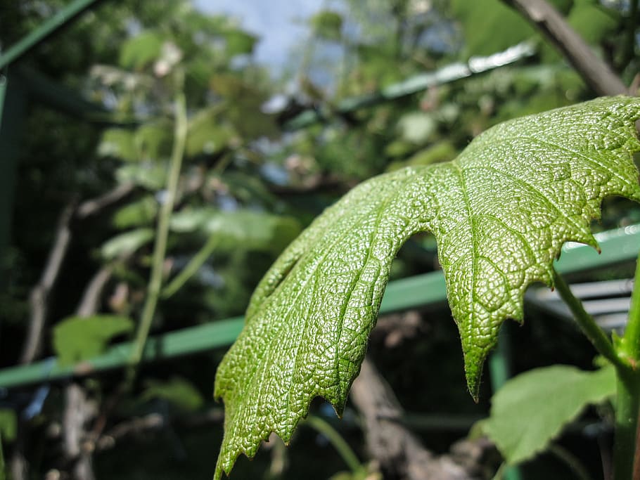 trees, green, leaf, plant part, green color, growth, nature HD wallpaper