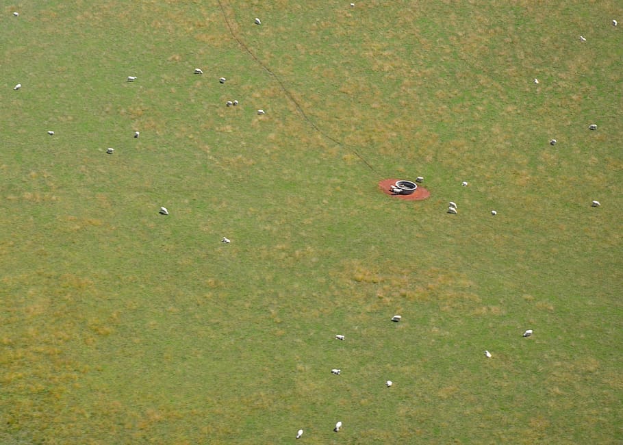 sheep, aerial view, green color, animal themes, animal wildlife HD wallpaper