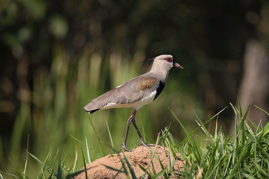 bird, fly, animal, beak, grass, green, red, eyes, forest, woods HD wallpaper