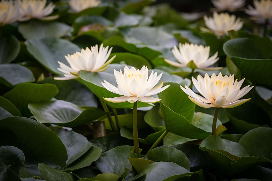 white-petaled flowers, flowering plant, leaf, freshness, beauty in nature HD wallpaper