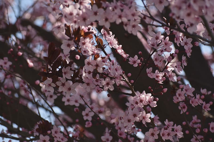 Blossom цвет