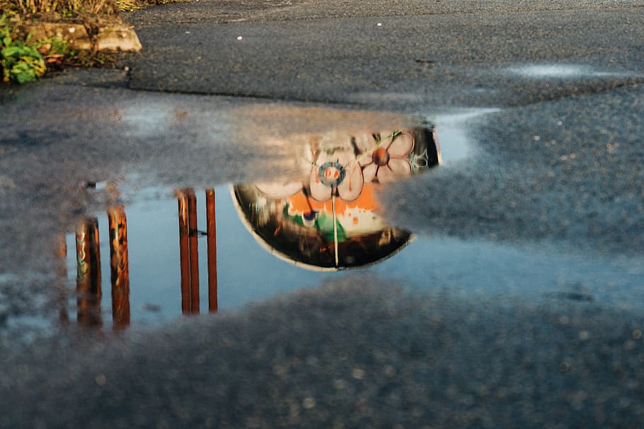 gray pavement, puddle, animal, fish, bowl, sphere, food, sweets HD wallpaper