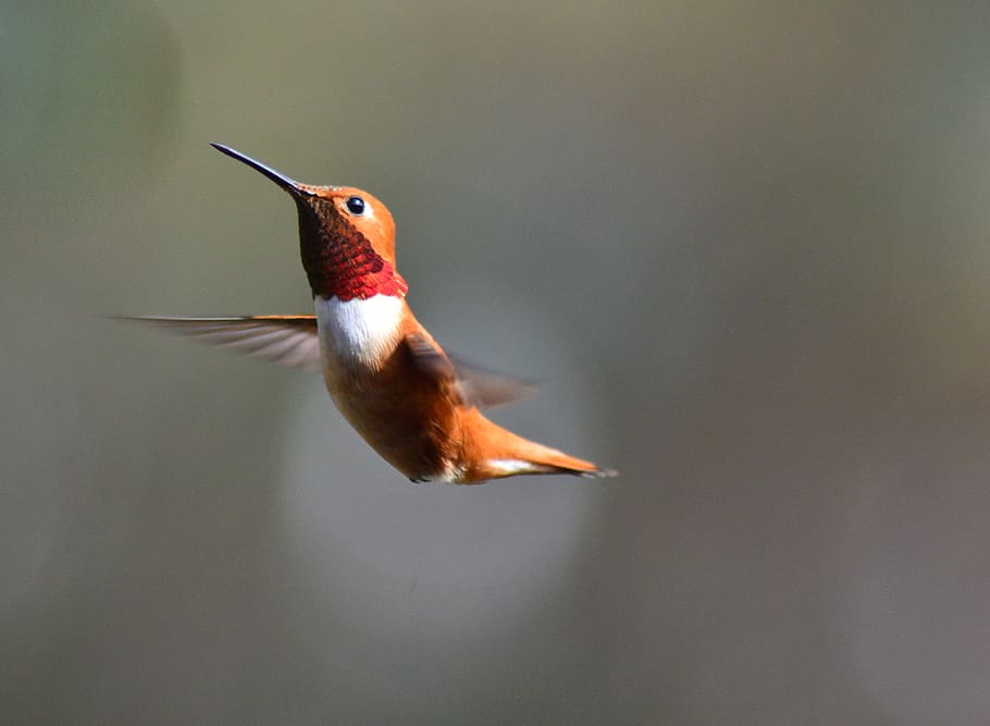 brown hummingbird, animal themes, one animal, vertebrate, animal wildlife HD wallpaper