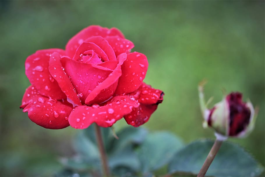 red rose, after rain, flower, bud, drops, wet, water, nature HD wallpaper