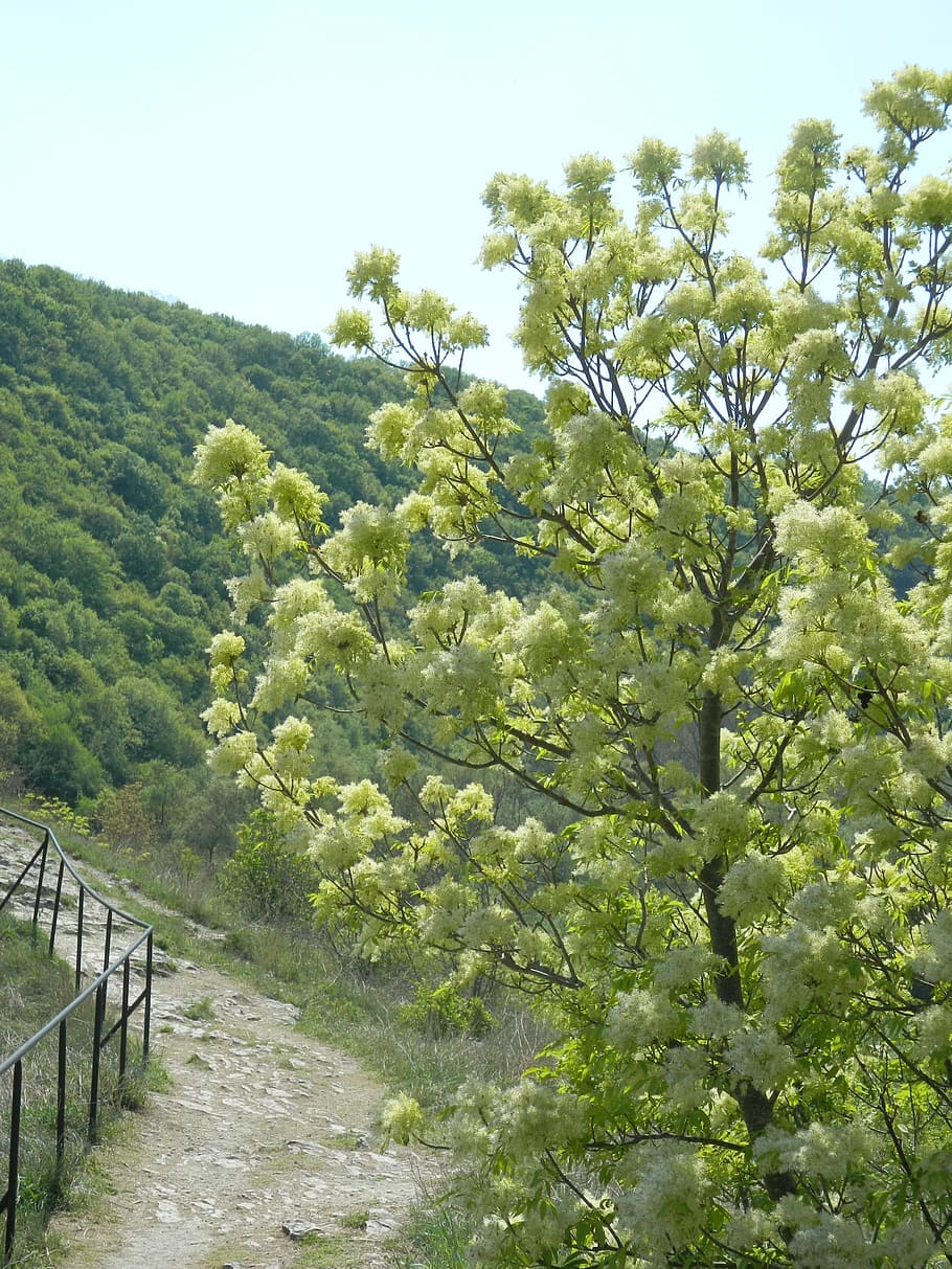 white, tree, nature, plant, growth, beauty in nature, day, tranquility HD wallpaper
