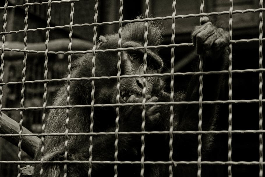 primate holding on cage, zoo, animal, cattle, mammal, cow, wildlife HD wallpaper