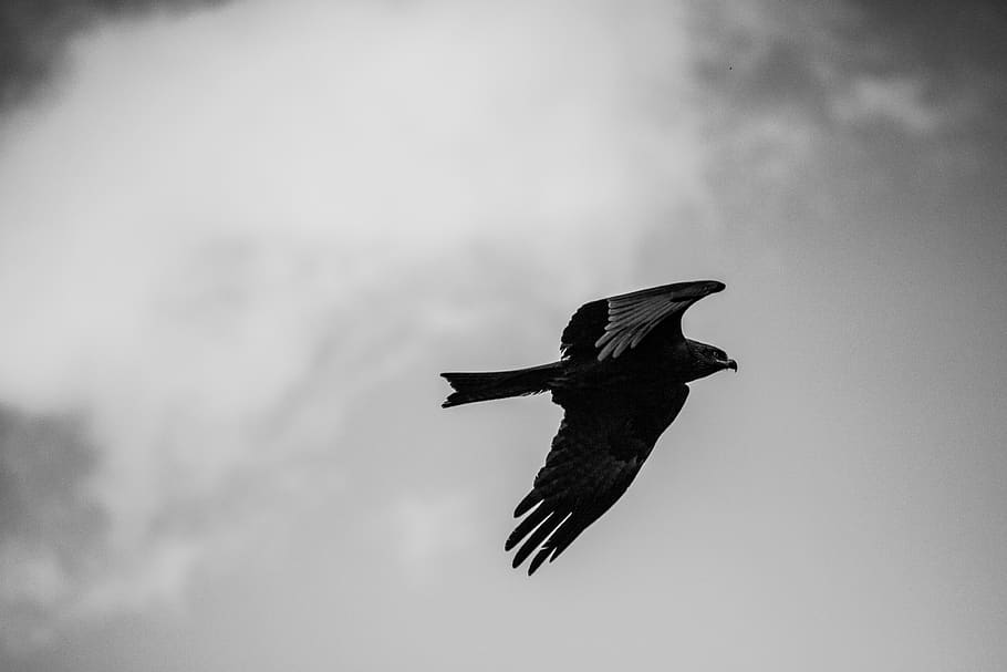 bird, black and white photography, sky, nature, animal world, HD wallpaper