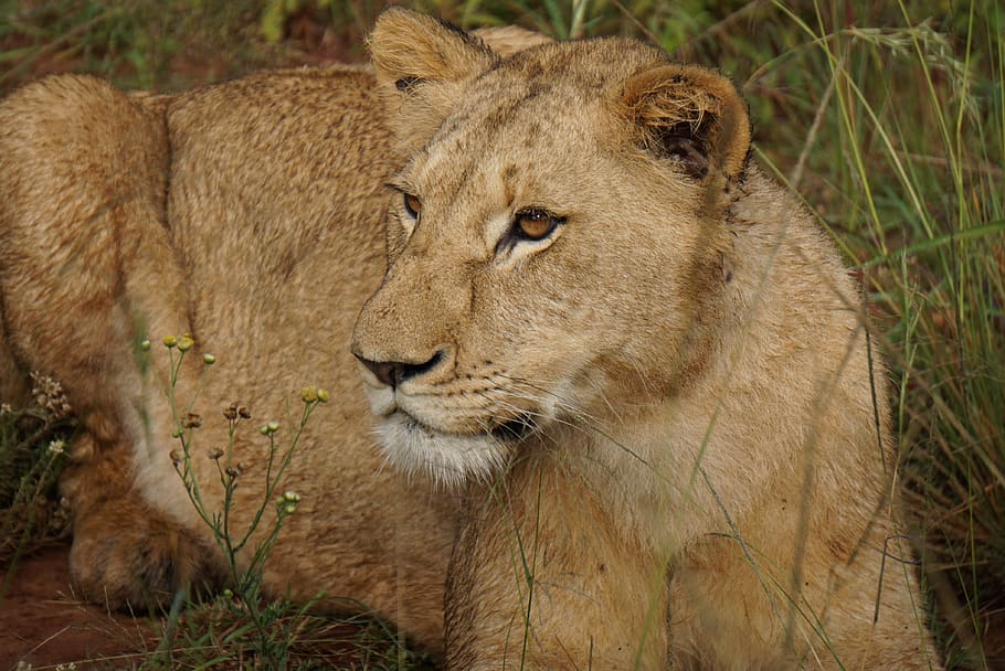 lion - feline, cat, animal wildlife, animals in the wild, mammal HD wallpaper
