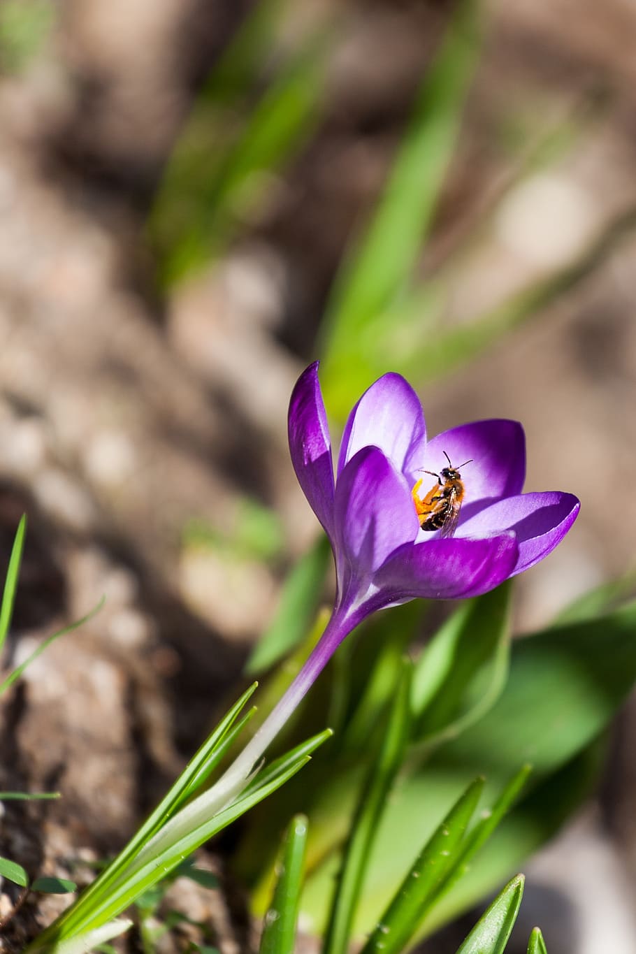 crocus, flower, in the spring, nature, spring flower, color HD wallpaper