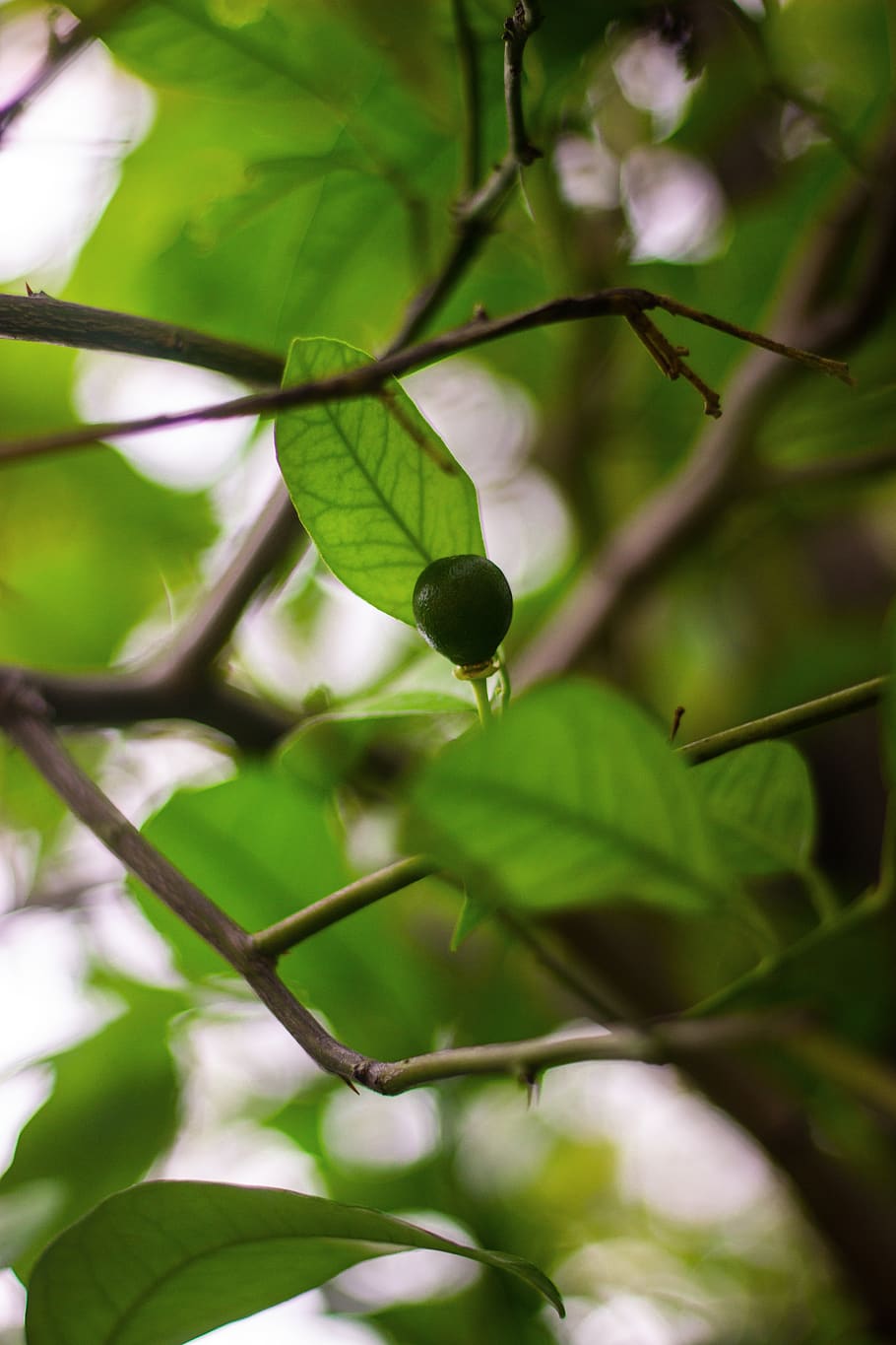 plant, leaf, fruit, tree, blossom, flower, green, animal, bird HD wallpaper