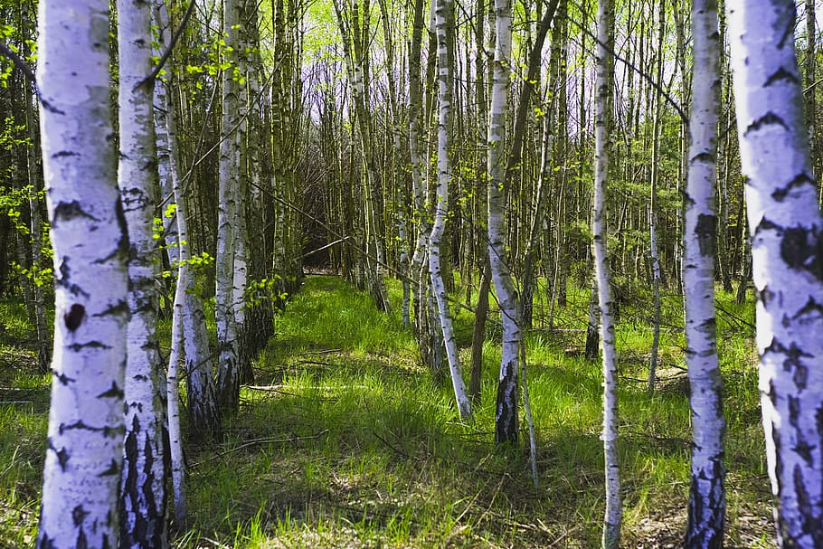 nature, landscape, forest, light, tree, climatically, birch HD wallpaper