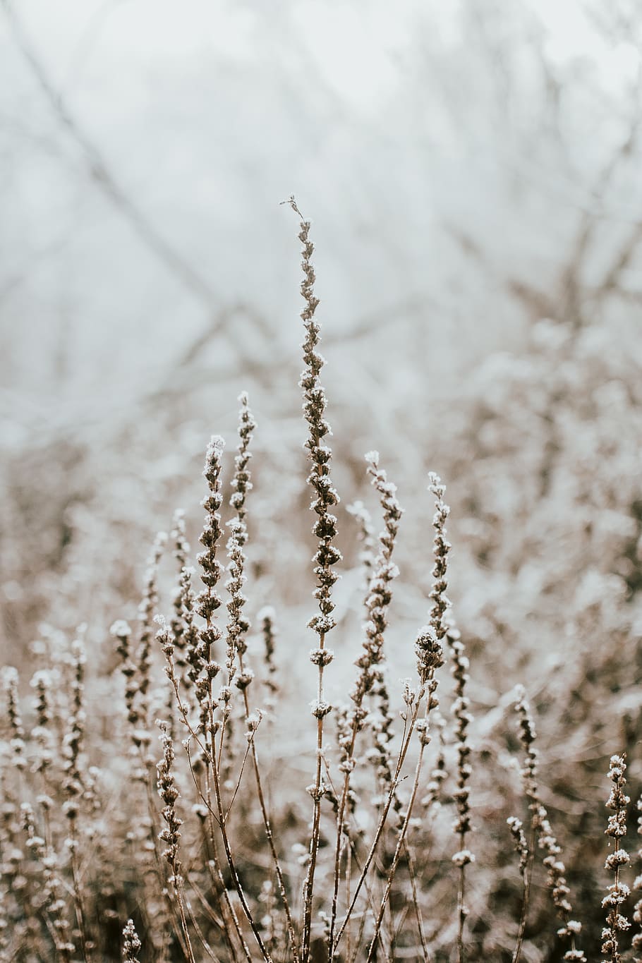 brown plants, nature, grass, outdoors, ice, snow, vegetation HD wallpaper