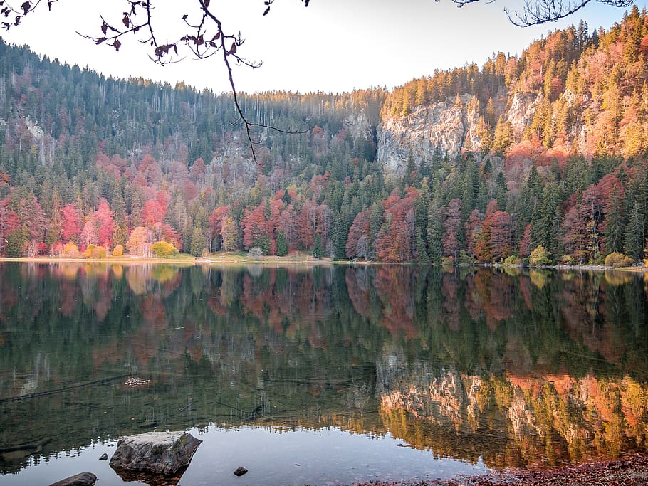 lake, waldsee, forest, feldberg, water, nature, mirroring, waters HD wallpaper