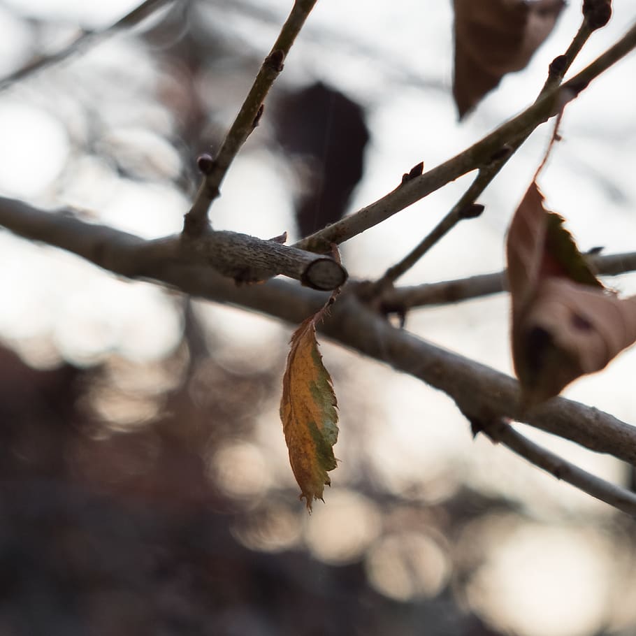 leaf, branch, bokeh, fall, orange, green, brown, tree, plant HD wallpaper