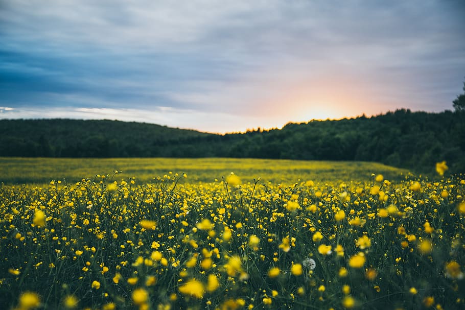 yellow clustered flowers, nature, farm, field, outdoors, sky HD wallpaper
