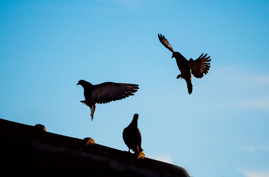 pidgeons, sky, flight, fly, stunt, aerobatic, bird, animals in the wild HD wallpaper