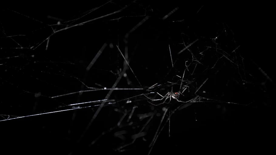 HD wallpaper: arachnophobia, web, black, widow, scary, red, back, horror |  Wallpaper Flare
