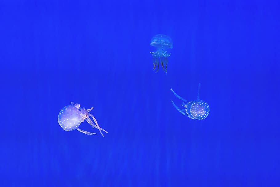 Three Jellyfish, animal, aquarium, aquatic, beautiful, blue, blue background HD wallpaper