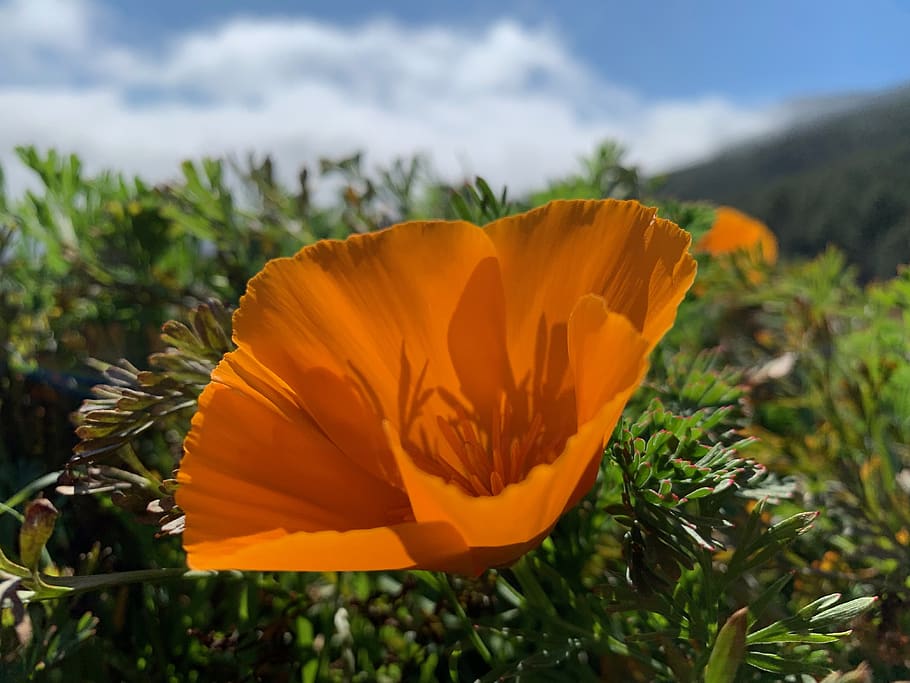 Orange poppy. Пыльца мака. Мак опиум.