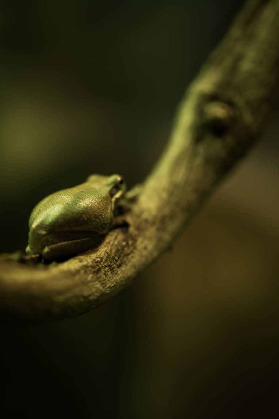 australia, frog, camouflage, reptile, close-up, selective focus HD wallpaper