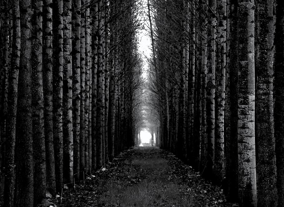 plant, tree, path, road, trail, corridor, birch, wood, outdoors HD wallpaper