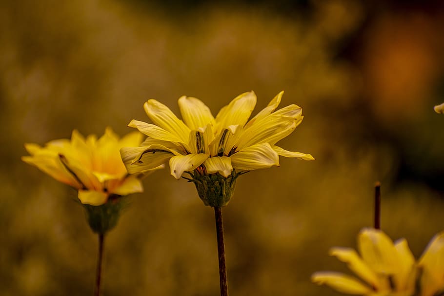flower, nature, spring, garden, petals, flowering plant, vulnerability HD wallpaper