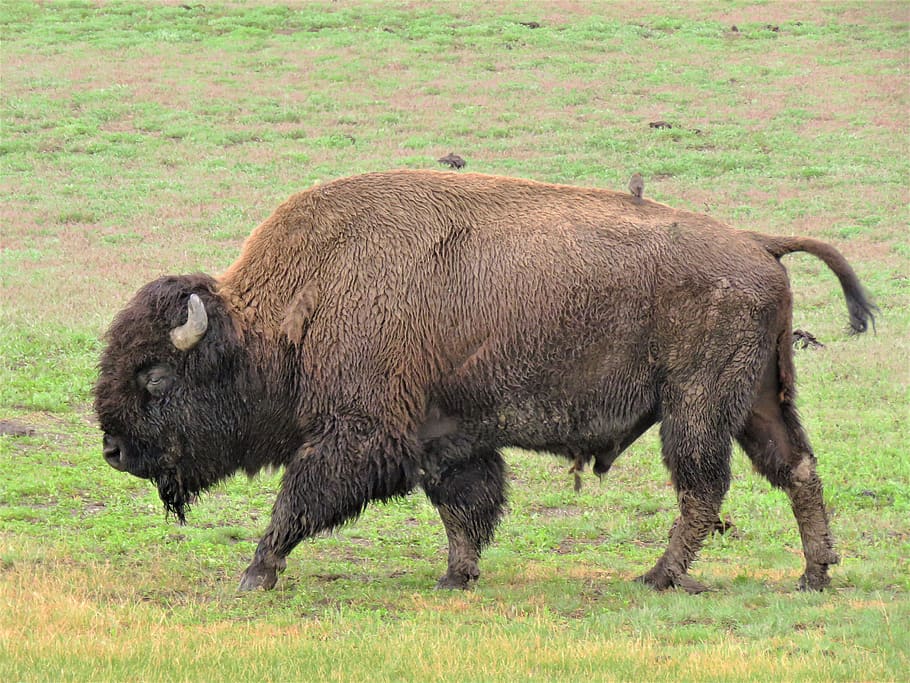 bison, yellowstone, hiking, wildlife, wyoming, nature, american buffalo, HD wallpaper