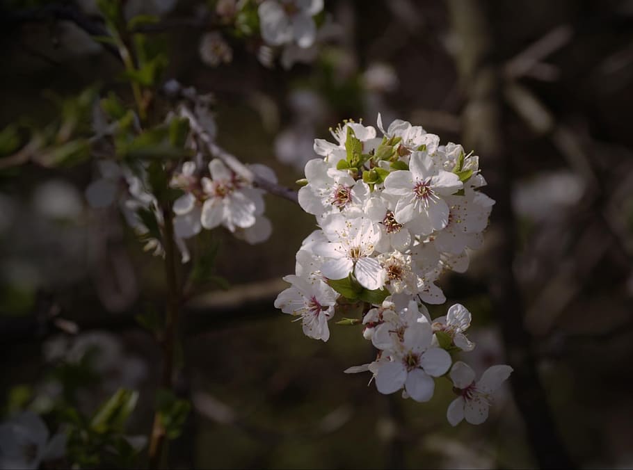 spring, flowers, macro, figure, romantic, flowering plant, fragility HD wallpaper