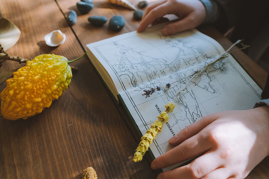 Person Touching Opened Textbook, close-up, desk, flower, hands HD wallpaper