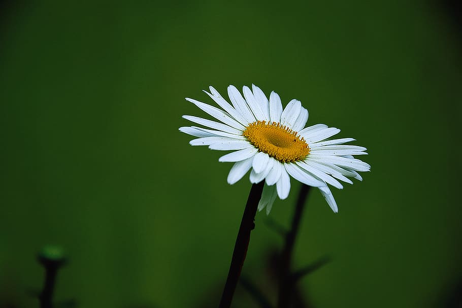 Yellow and White Daisy Flower, bloom, blossom, flora, HD wallpaper HD wallpaper