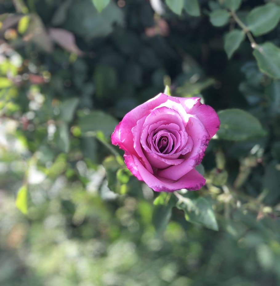 rose, pink, thorns, spring, blossom, love, fence, flower, plant HD wallpaper