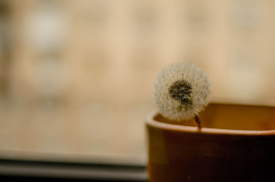 Selective Focus Photo of Dandelion Flower, blur, close-up, container HD wallpaper