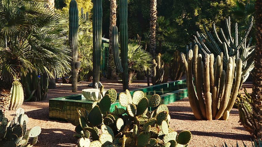 plant, cactus, growth, succulent plant, sunlight, tree, nature HD wallpaper