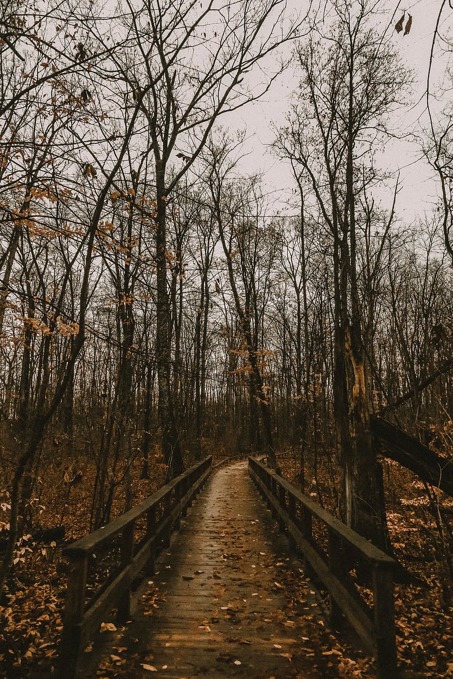 brown bridge near bare trees, the way forward, direction, plant HD wallpaper