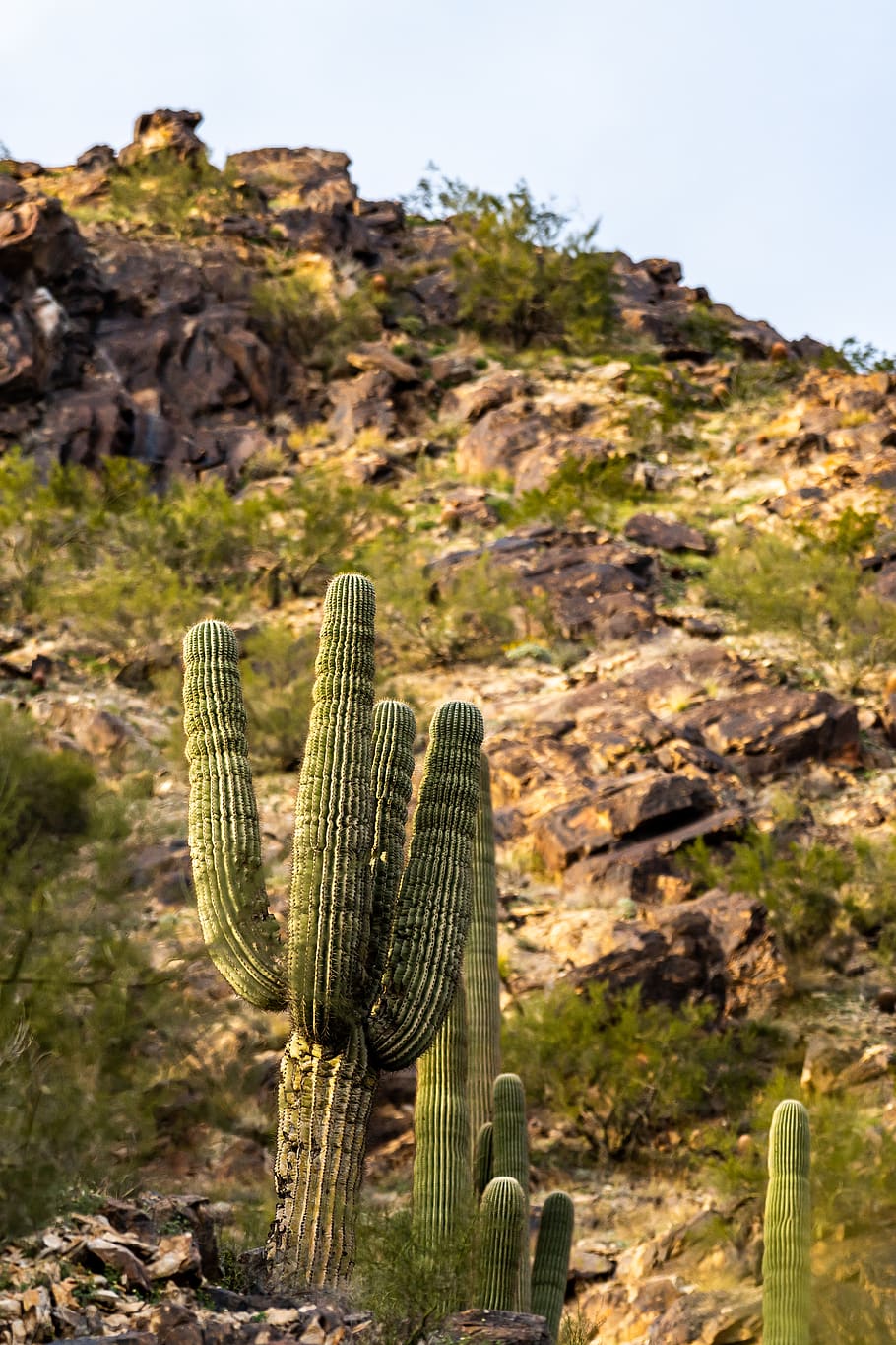 green cactus plant below the hill, paradise valley, 6821 n lost dutchman rd, HD wallpaper