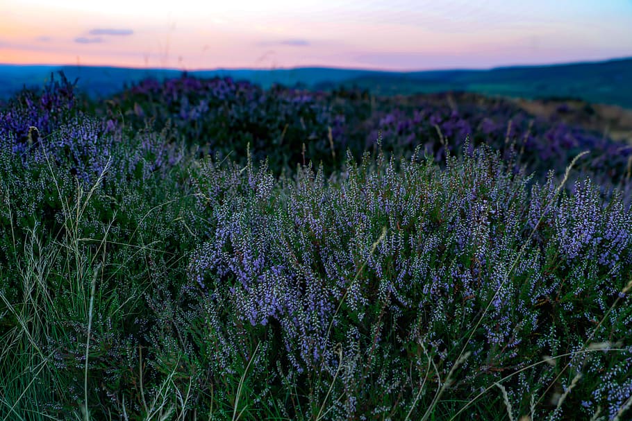 green leafed flower field, heather, moor, sunset, nature, filed, HD wallpaper
