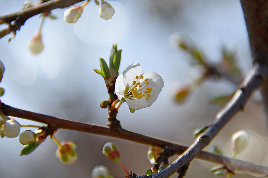 spring, cherry blossom, bloom, white flower, branch, blooms at HD wallpaper