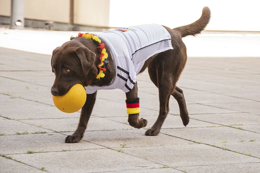 Photo of Labrador Biting Yellow Ball, adorable, animal, animal photography, HD wallpaper