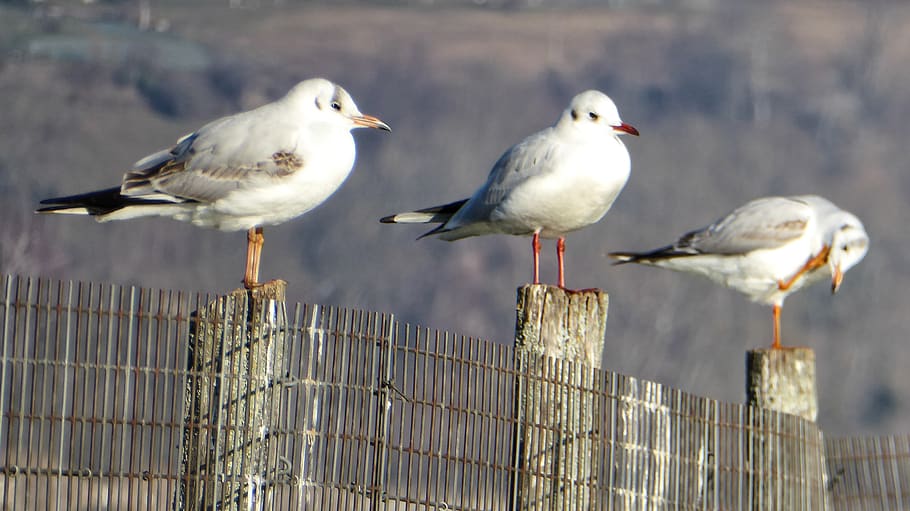 france, charavines, bird, group of animals, animal themes, animal wildlife HD wallpaper