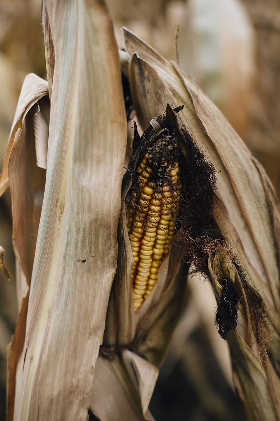 corn, shuck, maize, cob, crop, vegetable, farm, fresh, corn maze HD wallpaper