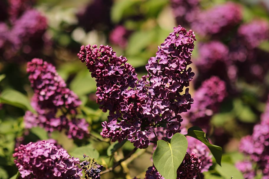 flowers, lilac, spring, nature, purple, bloom, garden, blossom HD wallpaper