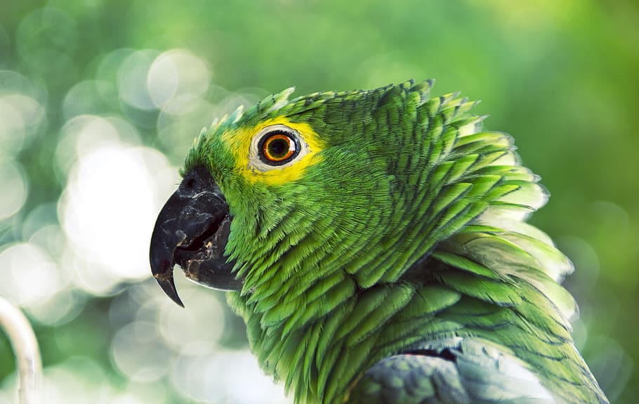 green parrot closeup photo, bird, animal, macaw, parakeet, beak, HD wallpaper