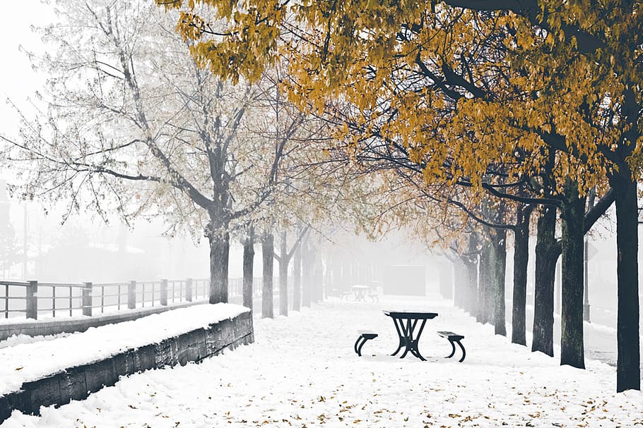 golden trees, furniture, outdoors, nature, bench, park bench HD wallpaper