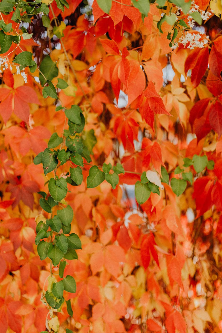 Colorful vines leaves in the park, plant part, leaf, autumn, growth HD wallpaper
