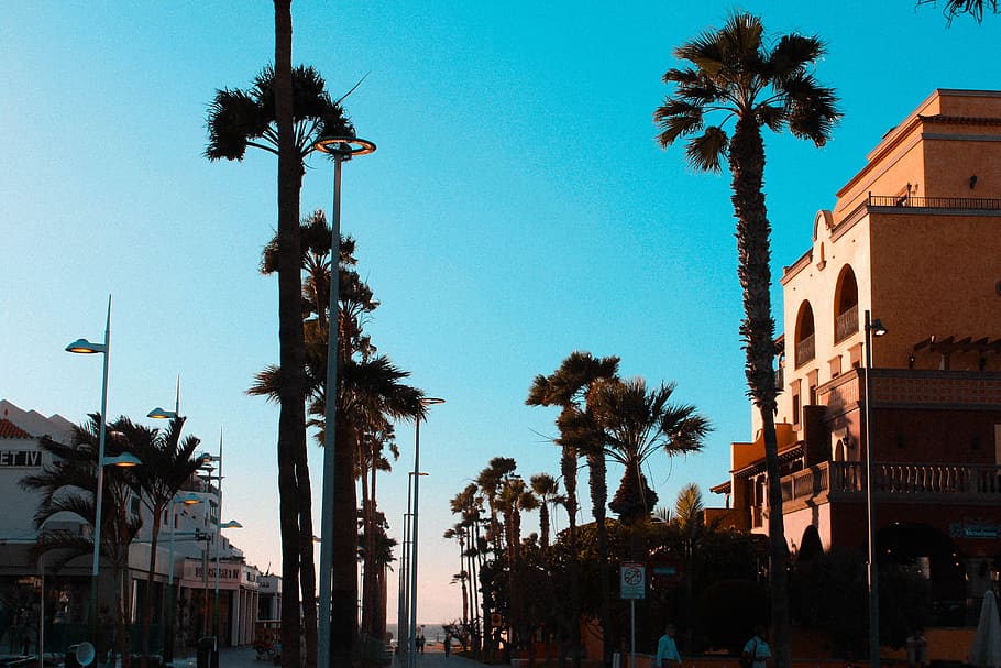 spain, playa de las américas, palmtree, street, casa, teel and orange, HD wallpaper