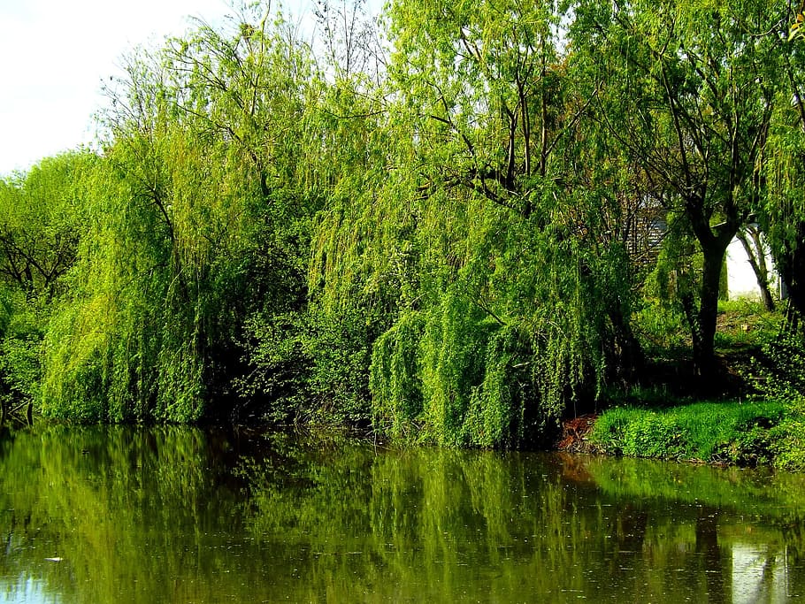 tree, plants, green, nature, stream, river, water, green color HD wallpaper