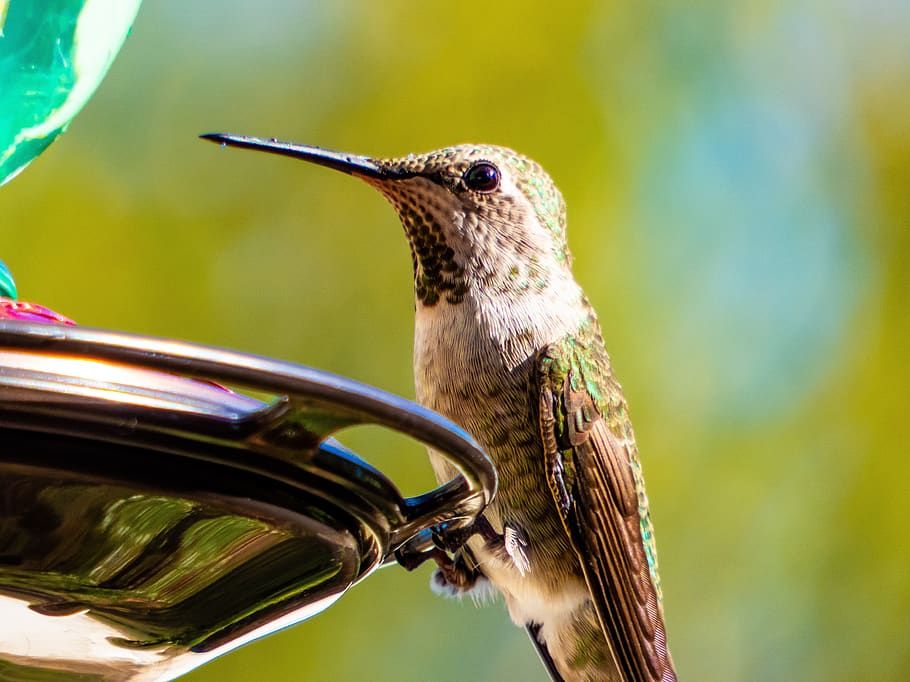 hummingbird, nature, backyard, wildlife, animal, cute, colorful, HD wallpaper